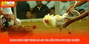 Cách Phân Biệt Video Đá Gà Tua Sẵn Với Live Thật Chuẩn
